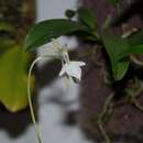 Neobathiea perrieri (Schltr.) Schltr.的圖片