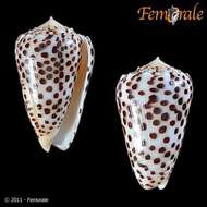 Image of cone snails