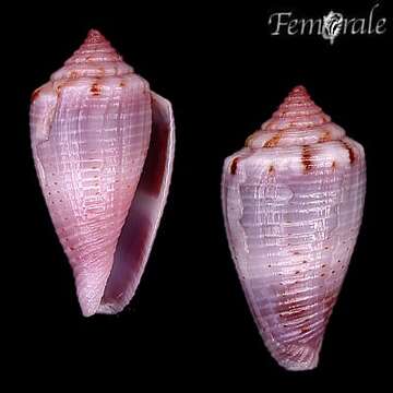 Image of Conus cuna Petuch 1998