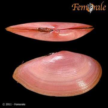 Image of Psammobiidae J. Fleming 1828