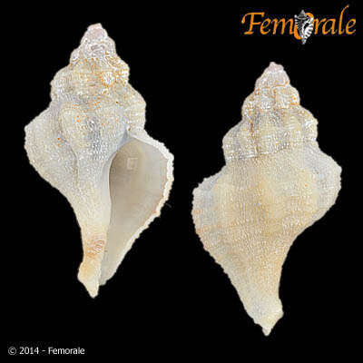 Image of Coralliophila orcuttiana Dall 1919