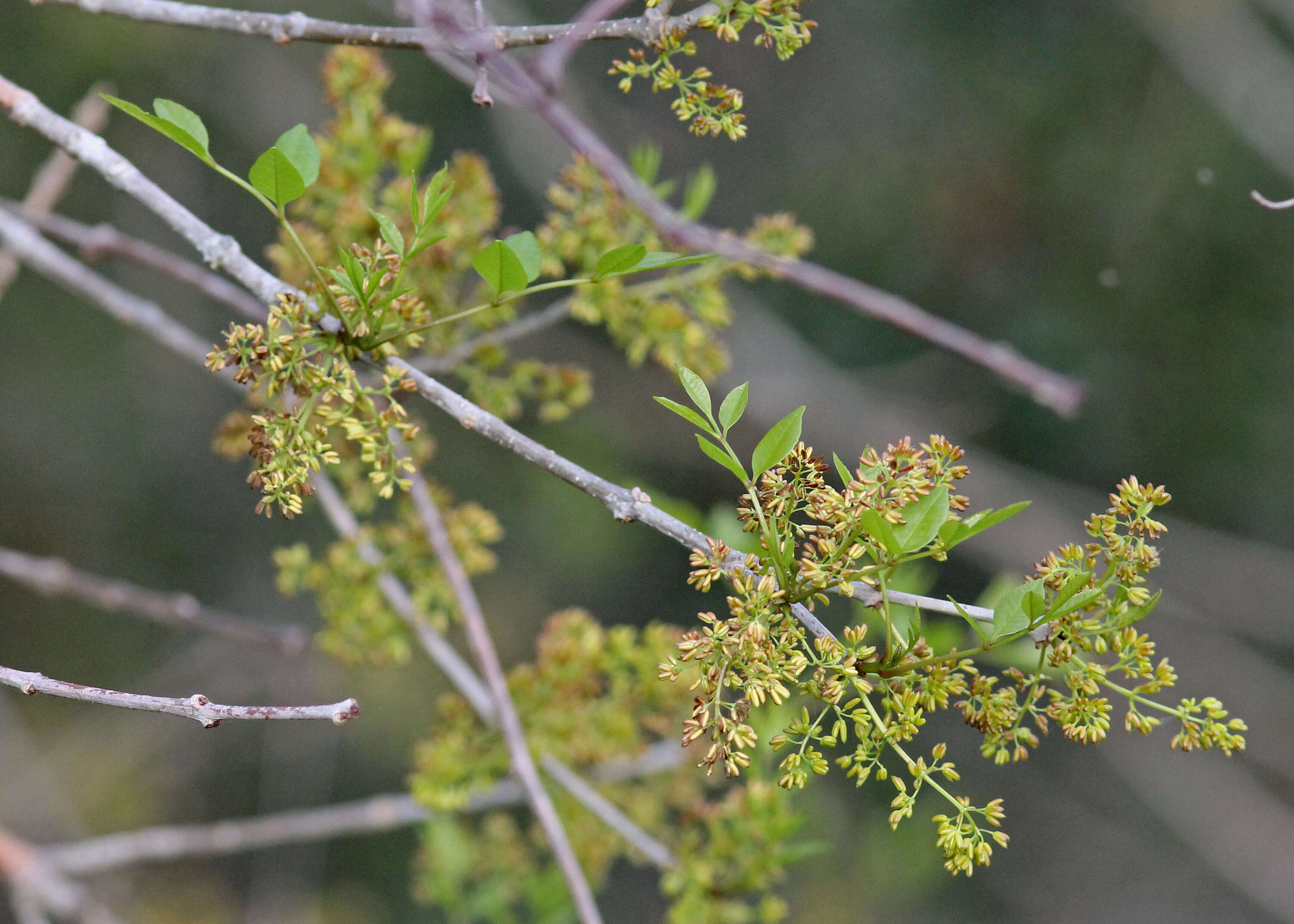 Image of Carolina ash