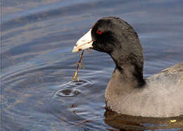 Image of Fulica Linnaeus 1758