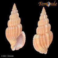 Image of nassa mud snails