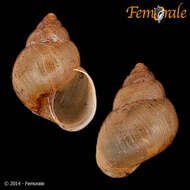 Image of Simpulopsidae