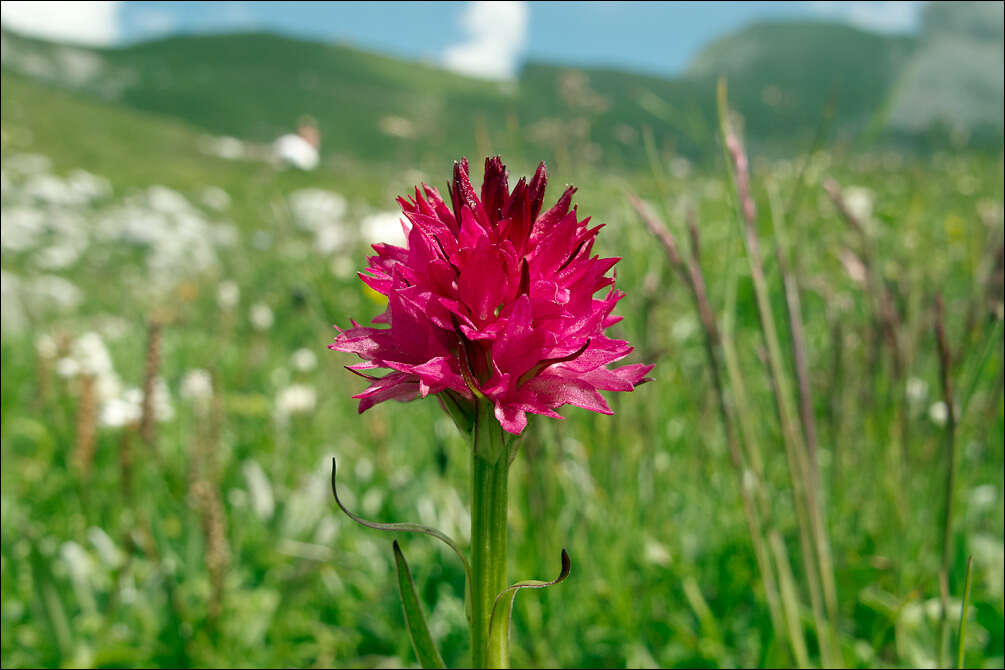 Gymnadenia bicolor (W. Foelsche) W. Foelsche & O. Gerbaud的圖片