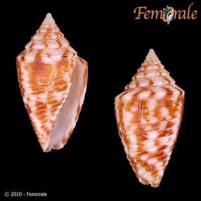 Image of Conasprella Thiele 1929