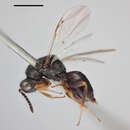 صورة Eurytoma aethiops Boheman 1836