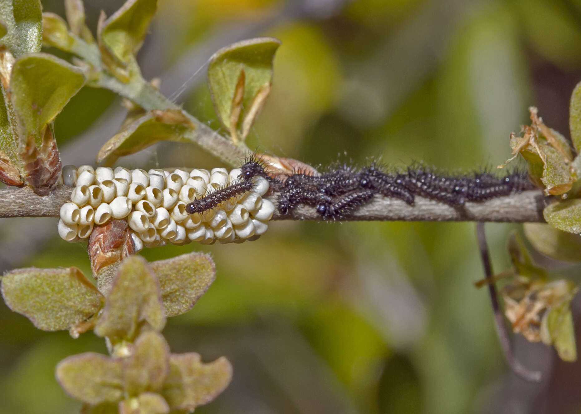 Image of Buck Moth