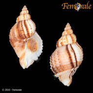 Image of dog whelks