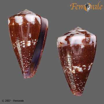 Image of cone snails