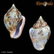 Image of Columbella Lamarck 1799