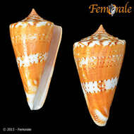 Image of Conus xanthocinctus Petuch 1986