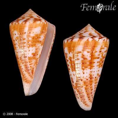 Image of Conus Linnaeus 1758