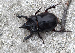 Image of Ox Beetles