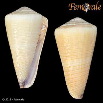 Image of cone snails