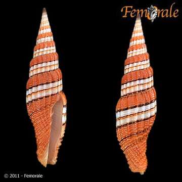 Image of Turbinelloidea Rafinesque 1815