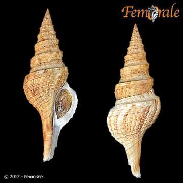 Plancia ëd Turridae H. Adams & A. Adams 1853