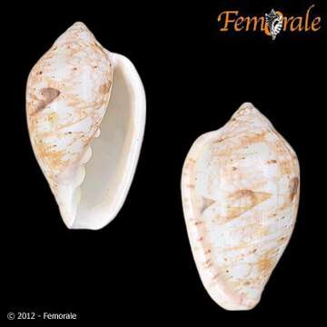 Image of Marginella Lamarck 1799