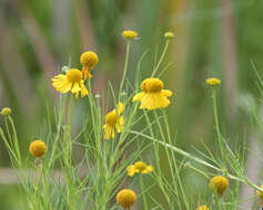 Image of coastal plain honeycombhead