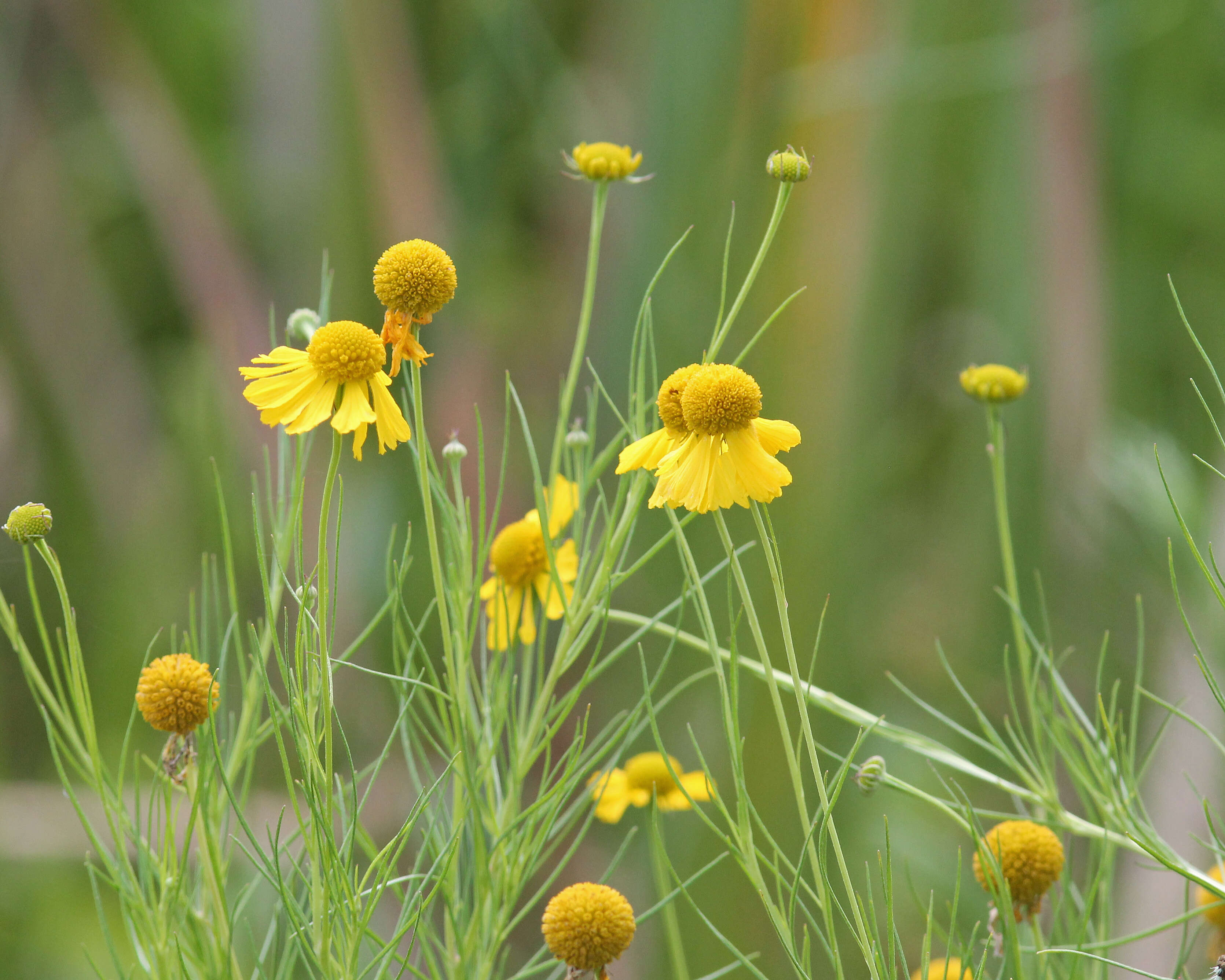 Image of coastal plain honeycombhead