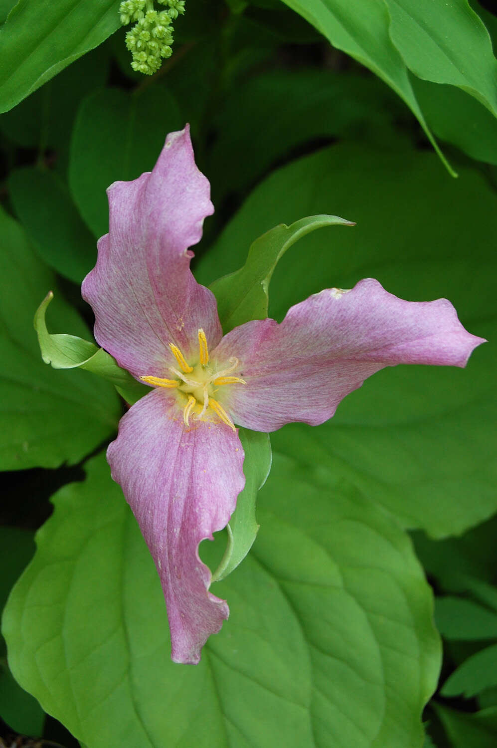 Imagem de Trillium grandiflorum (Michx.) Salisb.