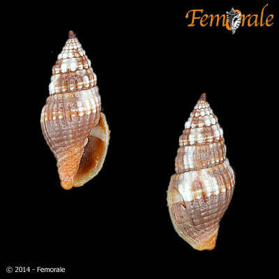 Слика од Turbinelloidea Rafinesque 1815