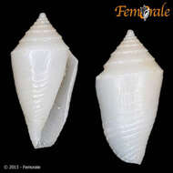 Image of Conasprella Thiele 1929