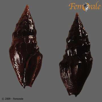 Pseudomelatomidae J. P. E. Morrison 1966 resmi