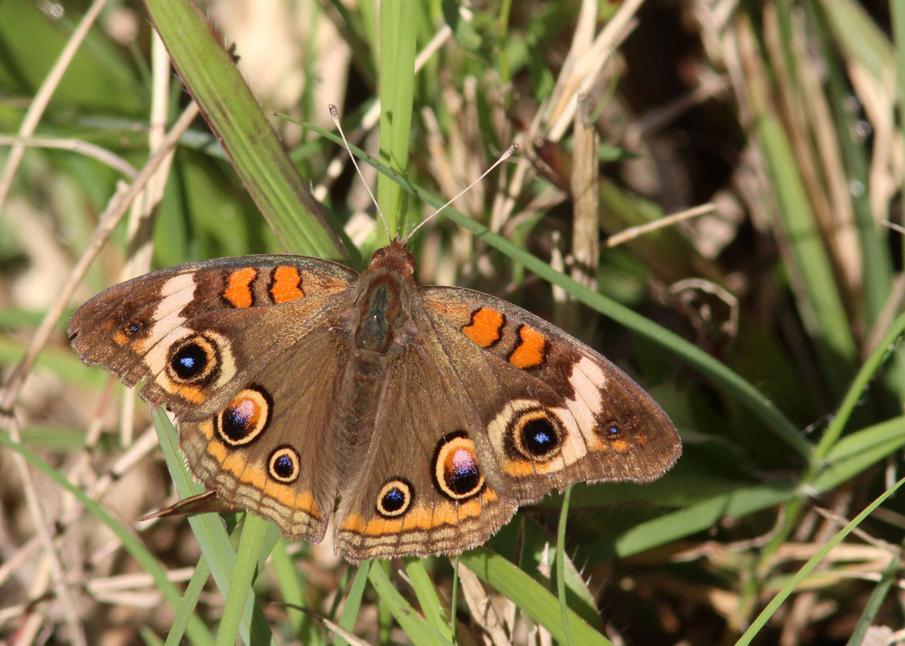 Image of Common buckeye