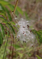 Image of whorled milkweed