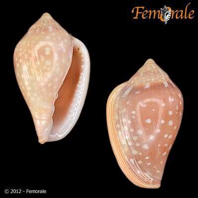 Image de Marginella Lamarck 1799