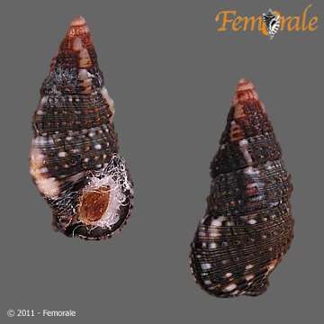 Image of Cerithium menkei Carpenter 1857