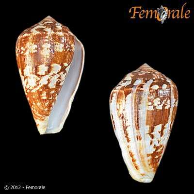 Image of cone snails