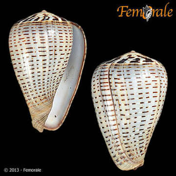 Image de Conus glaucus Linnaeus 1758