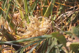 Image of Phoenix loureiroi var. pedunculata (Griff.) Govaerts