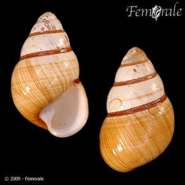 Image of Achatinella