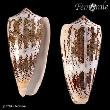 Image of Conus Linnaeus 1758