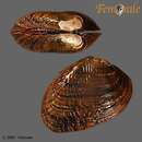 Image of Birdwing Pearlymussel