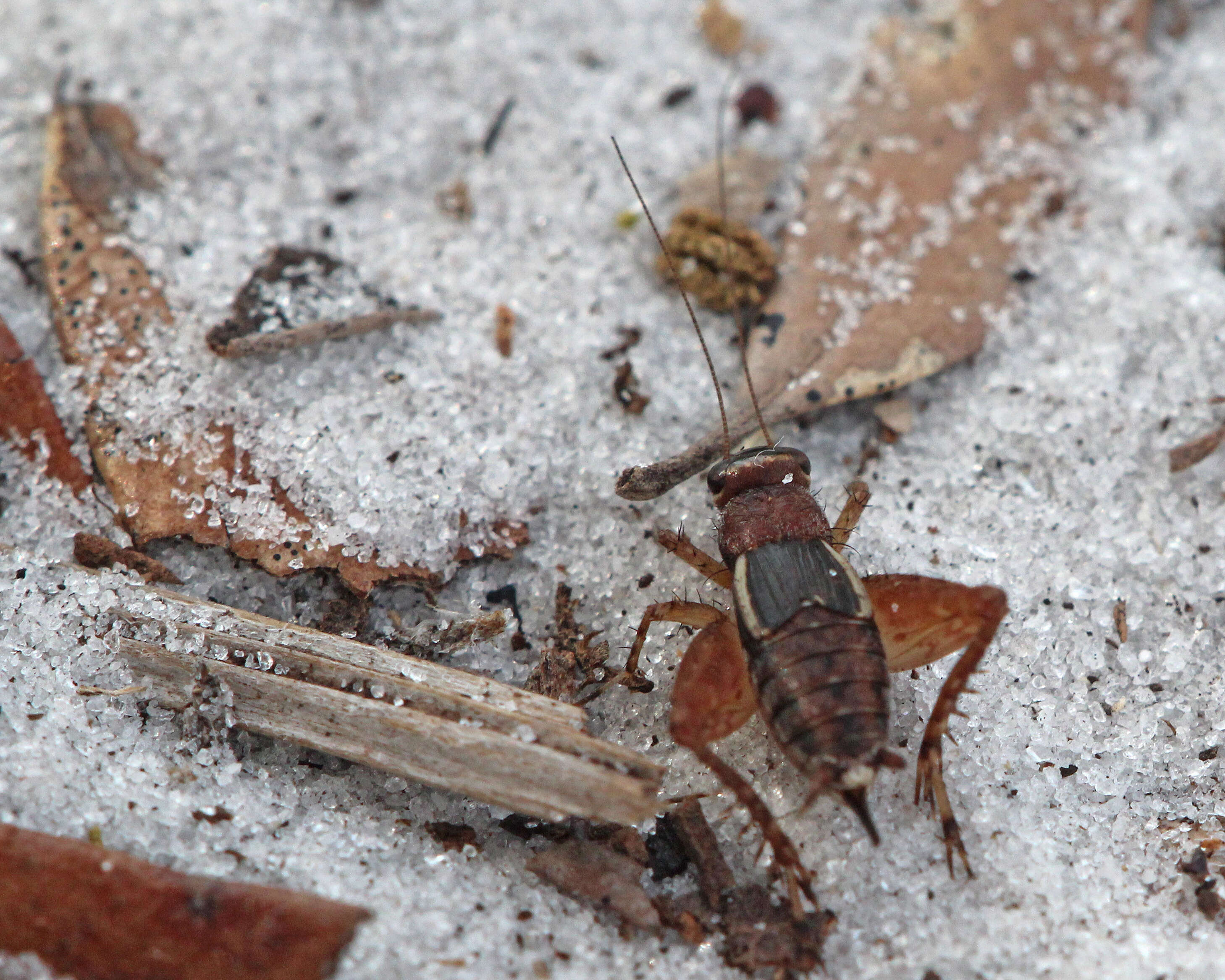 Слика од Pictonemobius arenicola Mays & Gross 1990