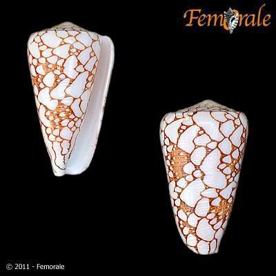 Image of cone snails