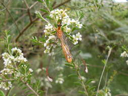 Image of Nymphes myrmeleonoides Leach 1814