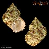 Image of turban snail