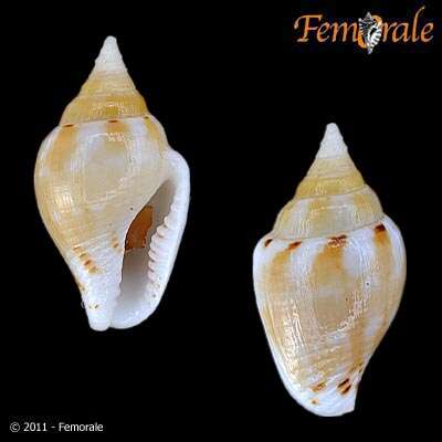 Columbella Lamarck 1799 resmi