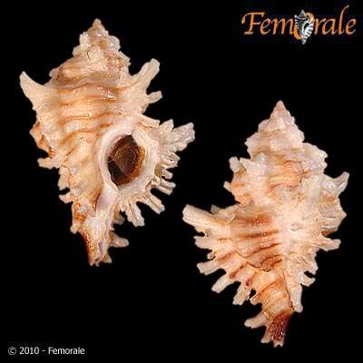 Image of Chicoreus insularum (Pilsbry 1921)