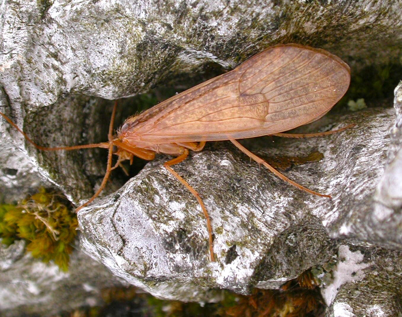 Image of Stenophylax permistus McLachlan 1895