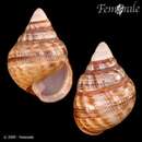 صورة <i>Achatinella apexfulva</i> (Dixon 1789)