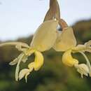 Image of Stanhopea maduroi Dodson & Dressler