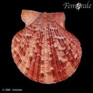 Imagem de Aequipecten P. Fischer 1886