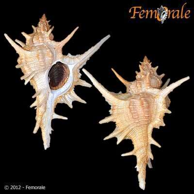 Image of <i>Chicoreus formosus</i> (Sowerby 1841)